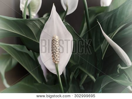 Indoor Plants: White Spatifilum Flower Among The Leaves.
