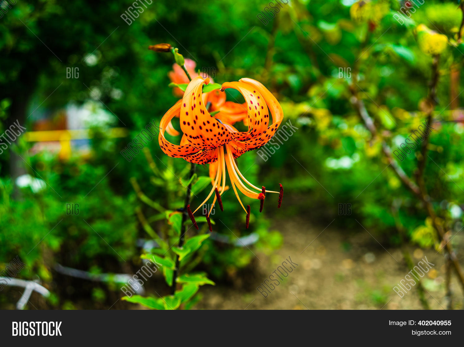 Orange Spotted Lily ( Image & Photo (Free Trial) | Bigstock