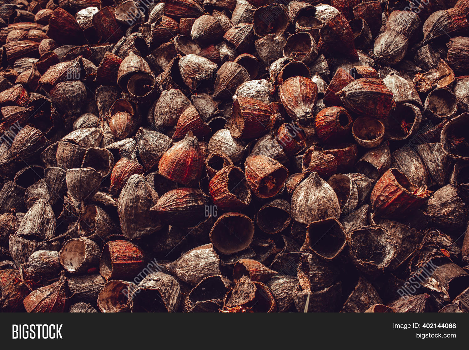 Outer Shells Cacao Image & Photo (Free Trial) | Bigstock
