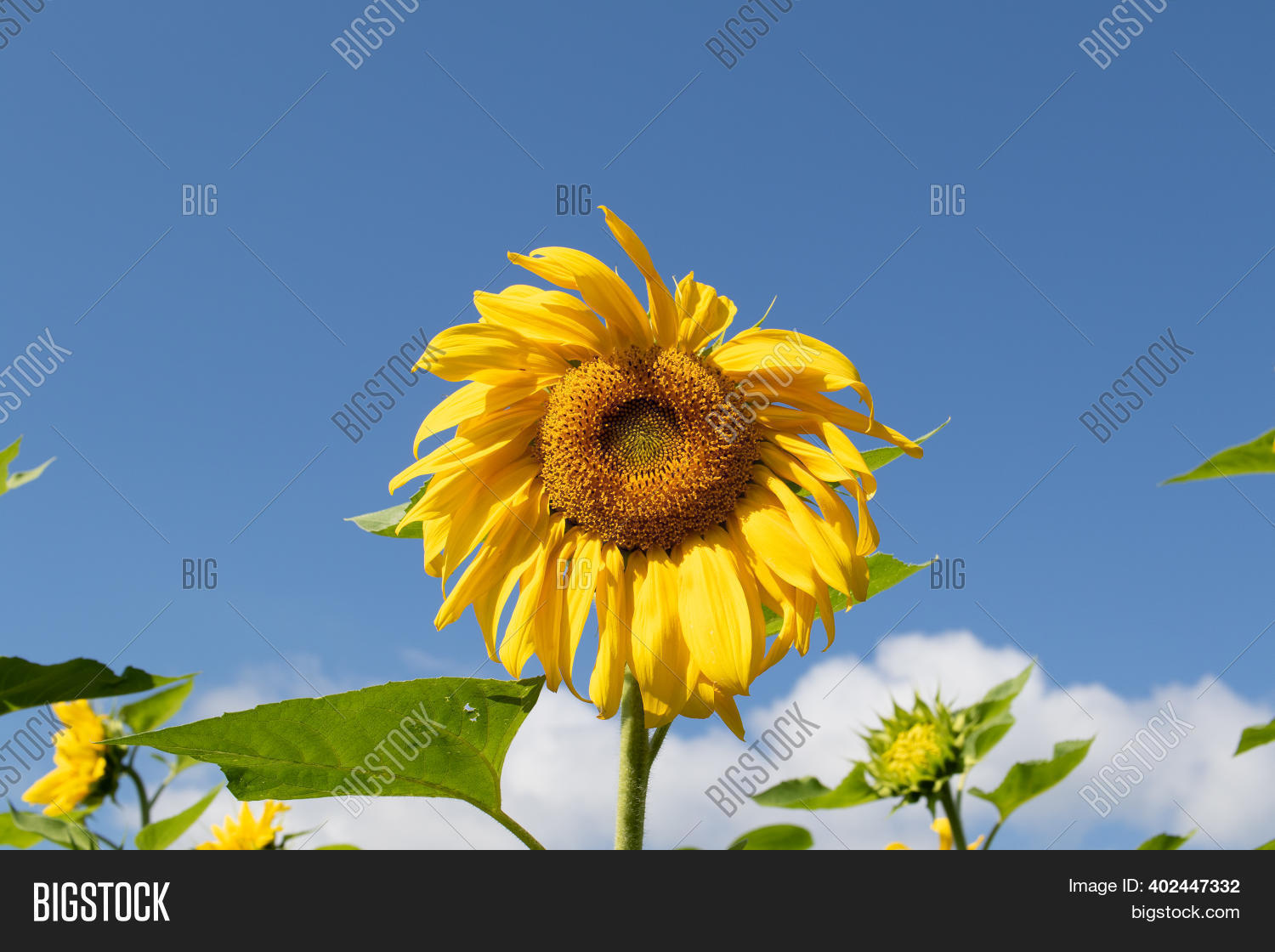Solitary Wilting Image & Photo (Free Trial) Bigstock