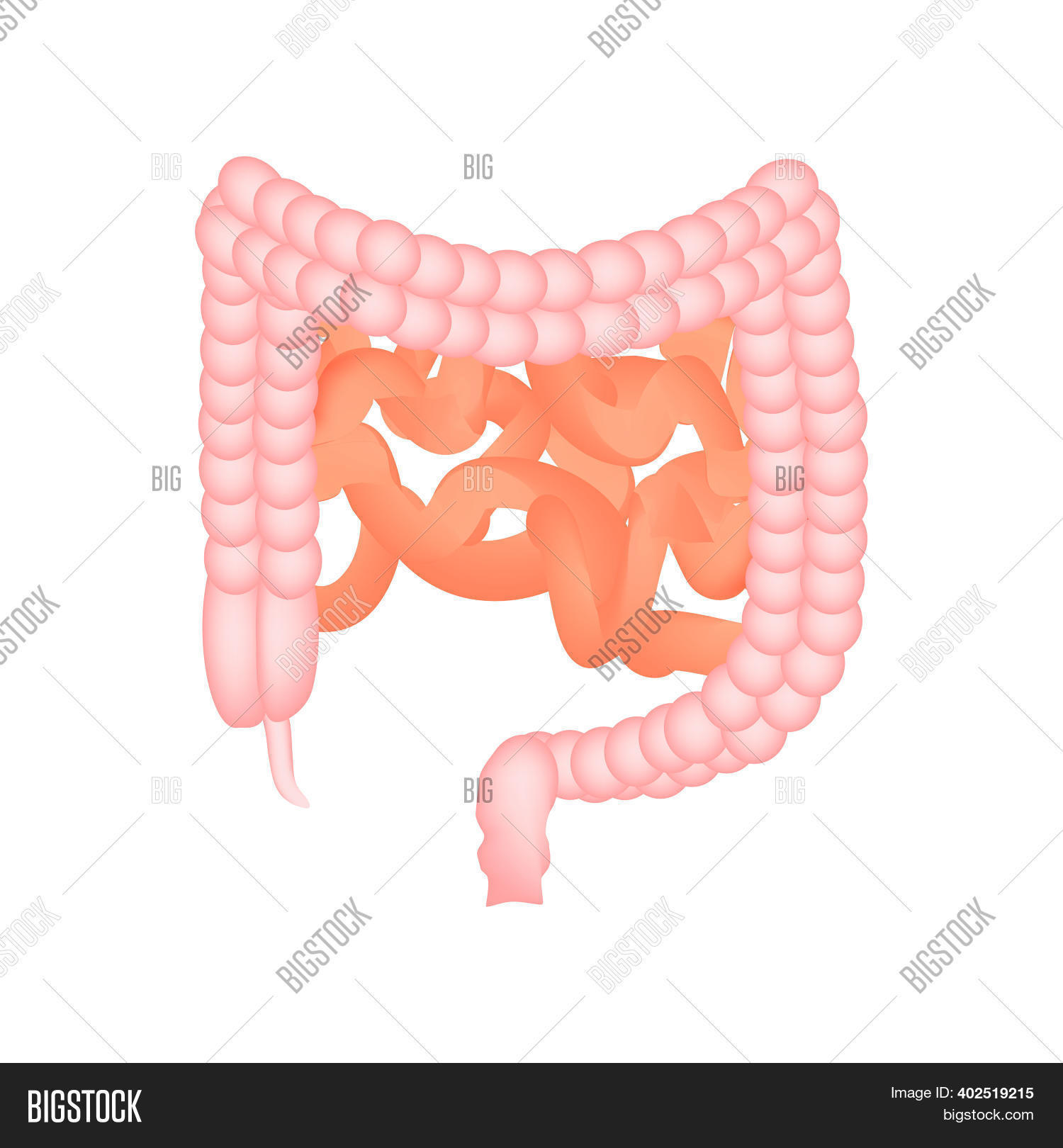 Anatomical Structure Image & Photo (Free Trial) | Bigstock