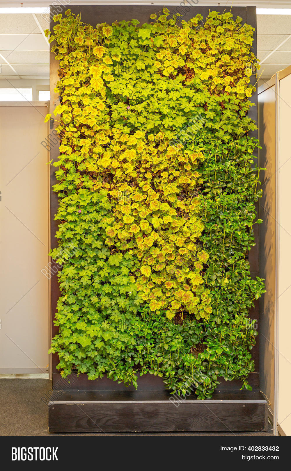 vertical green wall on Green Wall Live Image Photo Free Trial Bigstock