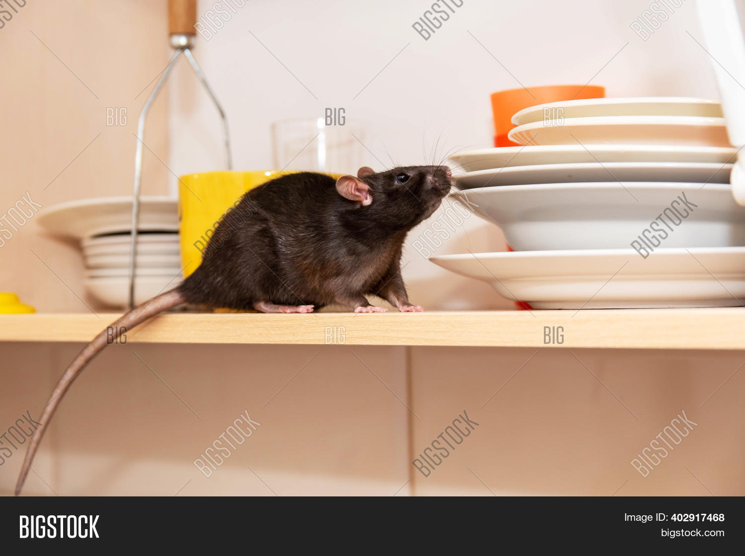 Rat Crawls Kitchen On Image & Photo (Free Trial) | Bigstock - Where Can I Stream Rat In The Kitchen