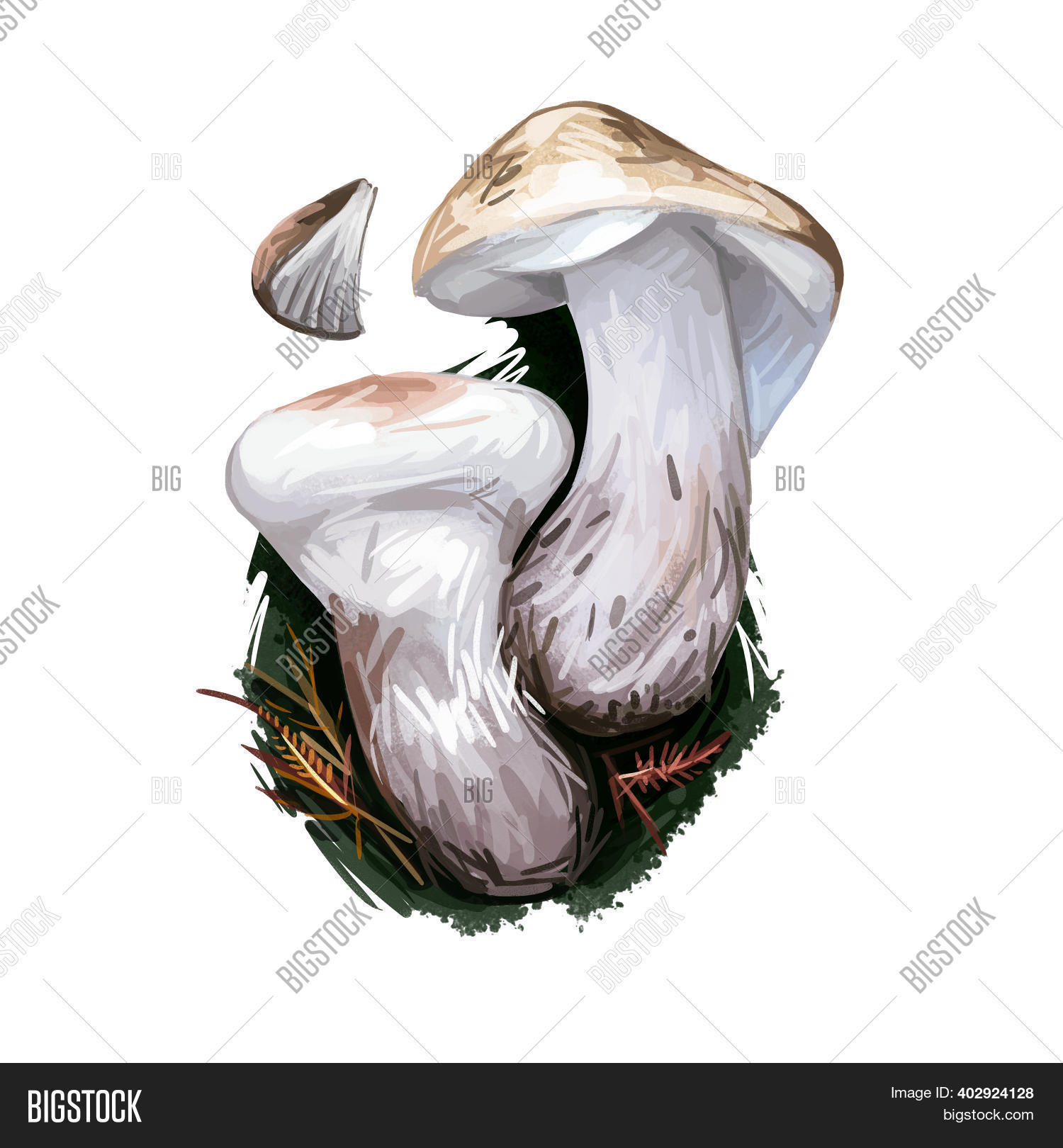 Tricholoma Magnivelare Image & Photo (Free Trial) Bigstock