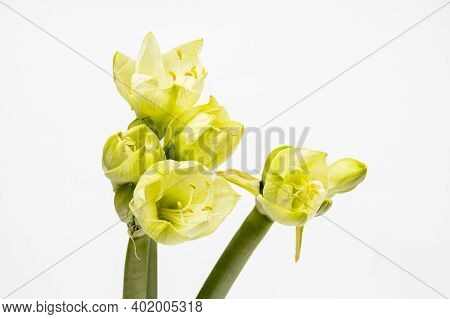 Bouquet Of White Lilies In A Tall Glass Vase On A Beige Table Against A Gray Wall. Copy Space. Fresh