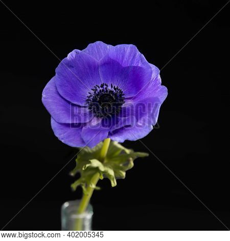One Blue Anemone In A Glass Beaker On A Black Background. Square Frame. Copy Space.