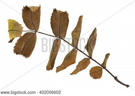 Dry Branch With Autumn Rosehip Leaves, Close-up, White Background.