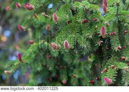 Closeup Of Young Red Cones On Green Spuce Branch In Spring.