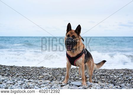 Long Walk With Service Dog In Nature. German Shepherd Black And Red Color Dressed In Harness And Muz