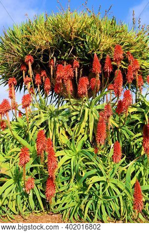 Aloe Vera Plant Flower Blossoms Besides Yucca Plants At A Manicured Garden In A Residential Yard