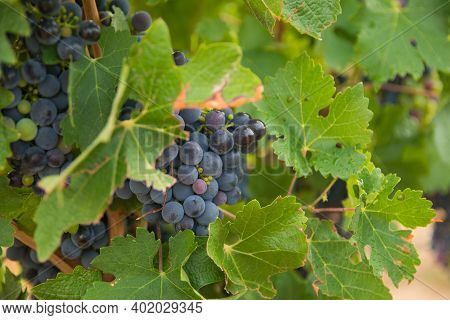 Vineyards In Summer Harvest. Large Bunches Of Red Wine Grapes In Summer Sunny Weather.