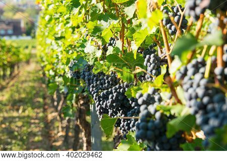 Vineyards In Summer Harvest. Large Bunches Of Red Wine Grapes In Sunny Weather.