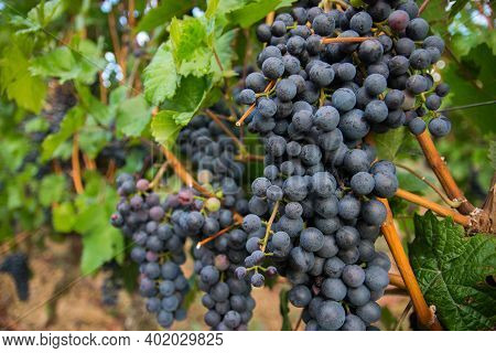 Vineyards In Autumn Harvest. Large Bunches Of Red Wine Grapes.