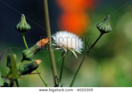 Plant