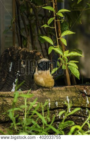 Daurian Redstart (phoenicurus Auroreus) Beautiful Passerine Bird With Orange Belly And Silver Head S