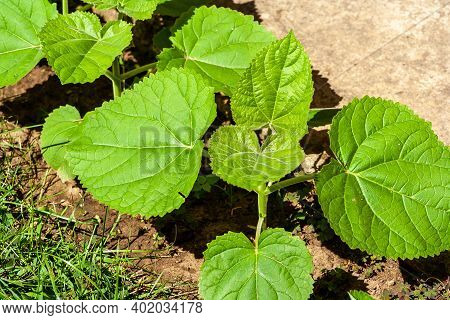 Young Green Paulownia Tree. Seedling Of Paulownia Tomentosa In The Open Ground.
