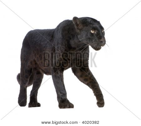 黒ヒョウ 6 歳
