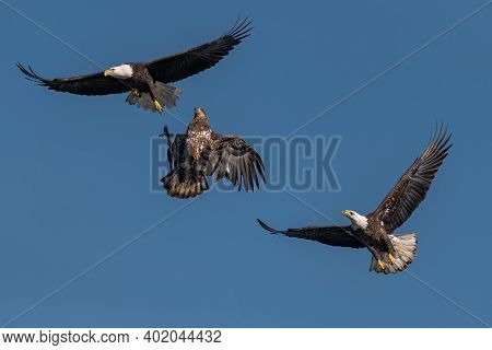 Three Bald Eagles Fighting For A Fish In The Mid Air, Conowingo, Md, Usa