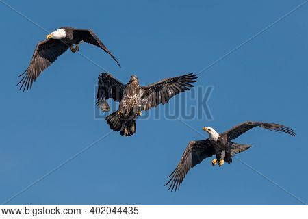 Three Bald Eagles Fighting For A Fish In The Mid Air, Conowingo, Md, Usa