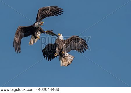 Two Bald Eagles Fighting For A Fish In The Mid Air, Conowingo, Md, Usa