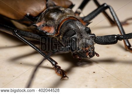 Adult Giant Imperious Sawyer
