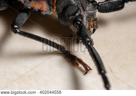 Adult Giant Imperious Sawyer