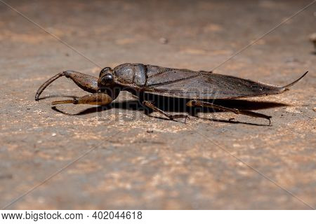 Adult Giant Water Bug