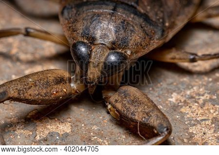 Adult Giant Water Bug