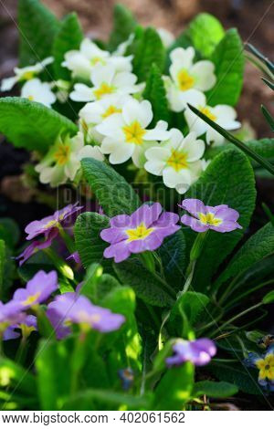 Multicolor Primrose Primula Vulgaris First Spring Flower Blossoming In March. Perennial Yellow Primr