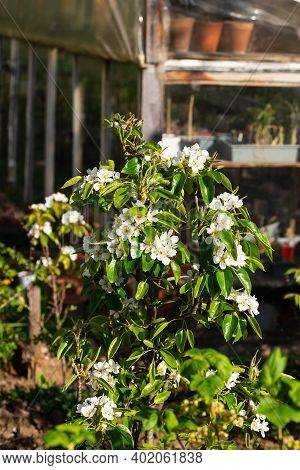 The First Flowering On A Small Pear Tree In Spring At A Country Cottage