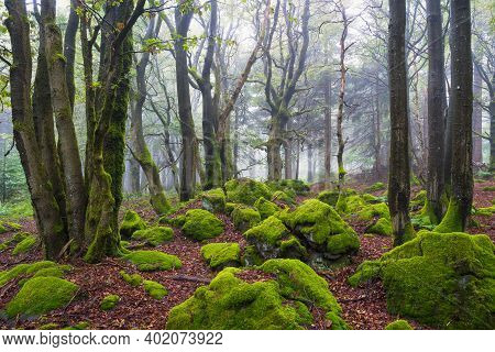 View On Mossy Stones In Forest In Rhoen On Misty Day