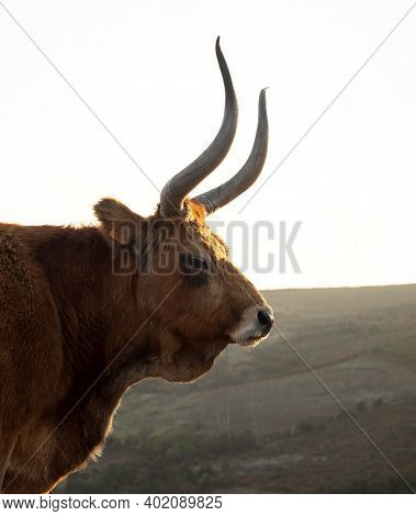 Side View Of Cachena Cattle Cow Bull Barrosa Bos Taurus Farm Animal Breed Domestic Long Horn Race No