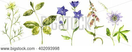 Watercolor Drawing Medicinal Plants , Hand Drawn Illustration