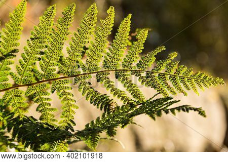 Underside Of Leaf Of Fern Family In Sunlight - Close-up Of Worm Fern In Backlight