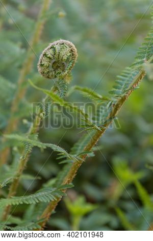 Rolled Up Fern Fronds Of A Worm Fern - Close-up Of The Worm Fern Family