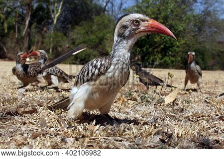 Red-billed Hornbill (tockus Rufirostris) Sitting On The Ground.portrait Of A Bird With A Red Open Be