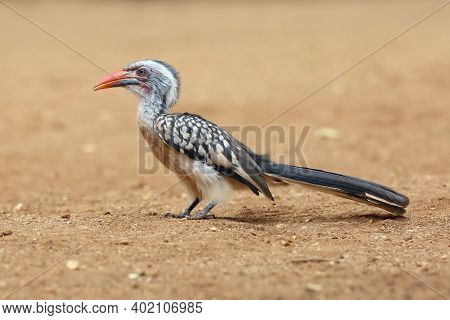 Young Southern Red-billed Hornbill (tockus Rufirostris) Sitting On The Ground