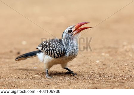 Young Southern Red-billed Hornbill (tockus Rufirostris) Sitting On The Ground With Open Beak.a Bird 