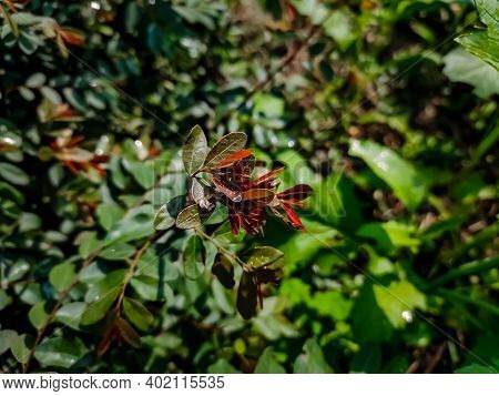 Breynia Vitis-idaea, The Officinal Breynia, Is A Perennial Tree-like Species Of Phyllanthaceae, Foun