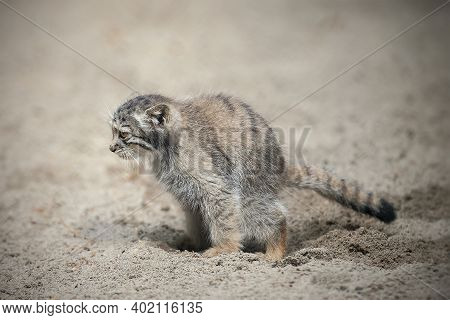 Pallas's Cat  (otocolobus Manul). Manul Is Living In The Grasslands And Montane Steppes Of Central A