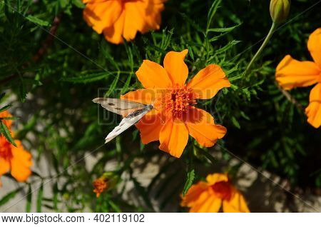 Close-up Of A Blooming Marygold In The Garden