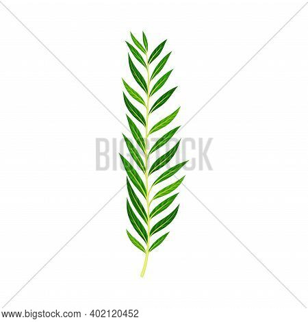 Green Fern As Vascular Plant With Stem And Complex Leaves Vector Illustration