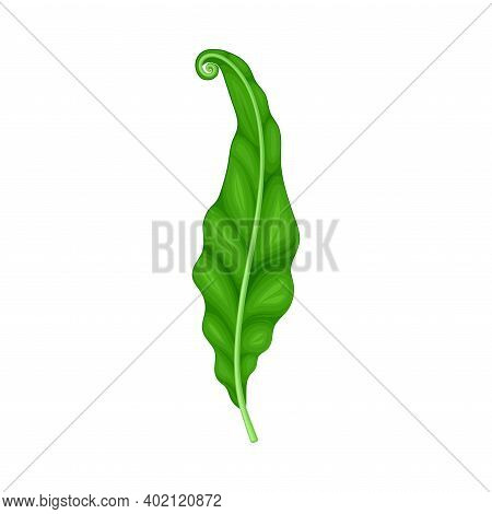 Fern Or Frond Leaf With Erect Stem Vector Illustration