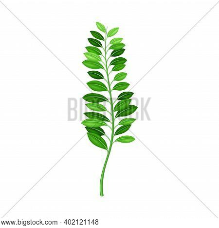 Fern Or Frond With Leaves And Erect Stem Vector Illustration