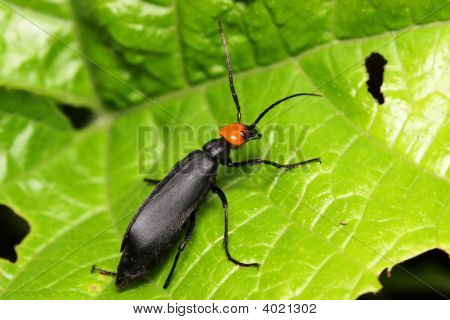 Coleoptera Bille
