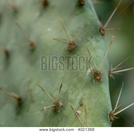 Cactus
