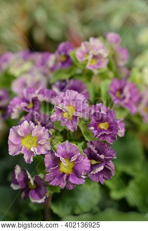 Purple And Yellow Poison Primrose - Latin Name - Primula Obconica