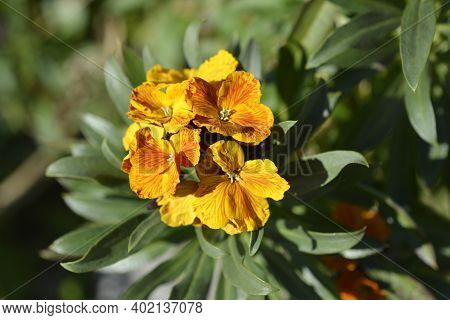 Orange Wallflower - Latin Name - Erysimum Cheiri