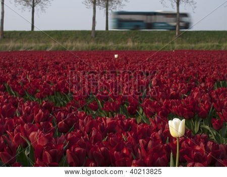 Tulipán pole s červeným a bílým Tulipán