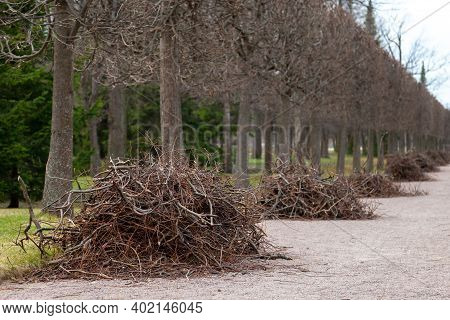 Molding, Landscape Trimming Of Trees In The Park. Preparing The Park For The Tourist Season.
